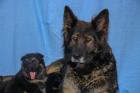 Deutsche Schäferhund Welpen lsth. m. Pap. LIVE-CAM